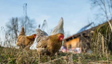 munzelminka-chickens-6078279_1280